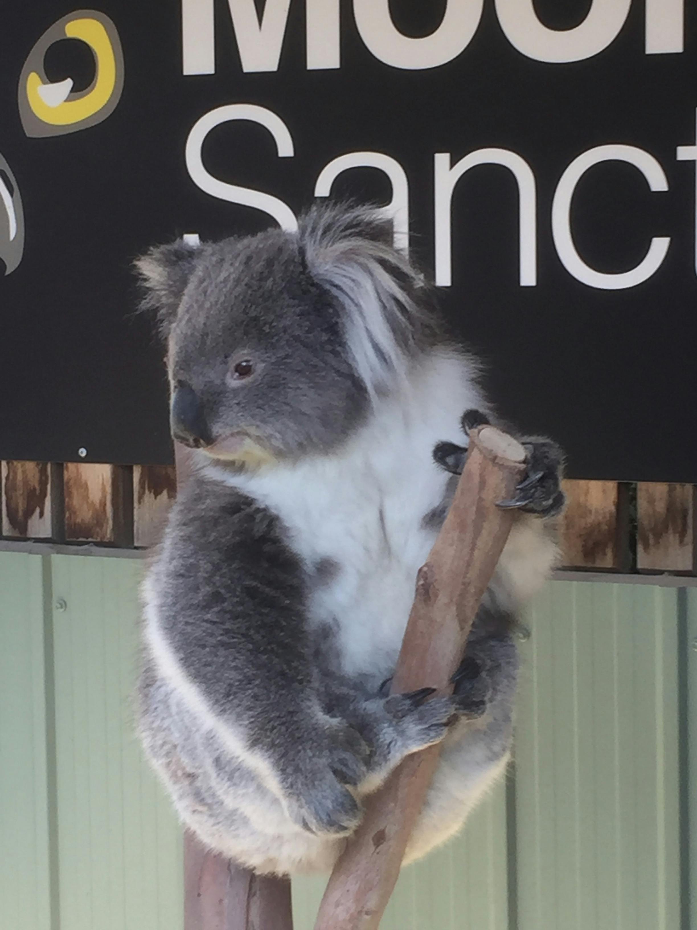 Up close Koala Encounters