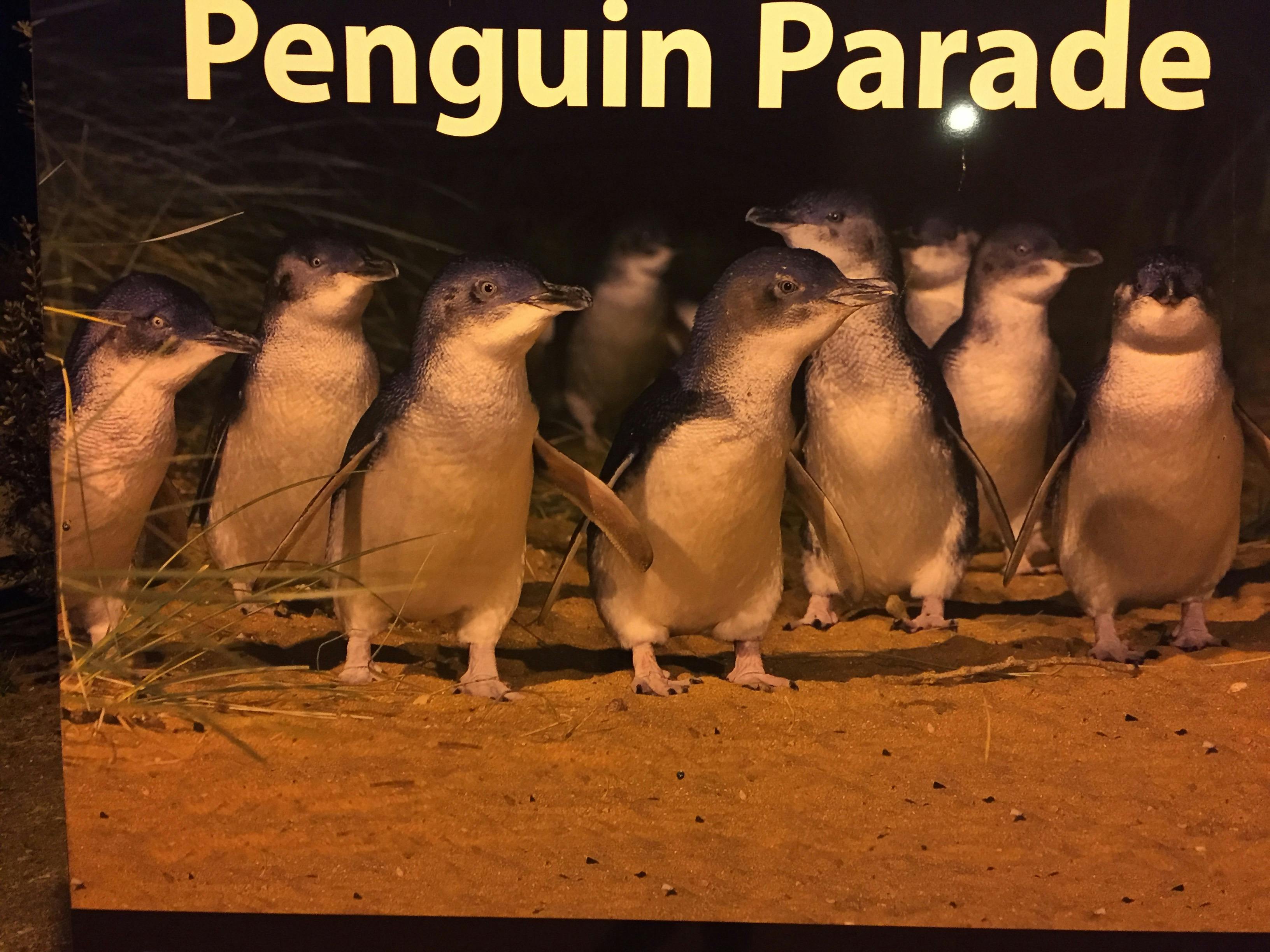 Penguins at Phillip Island
