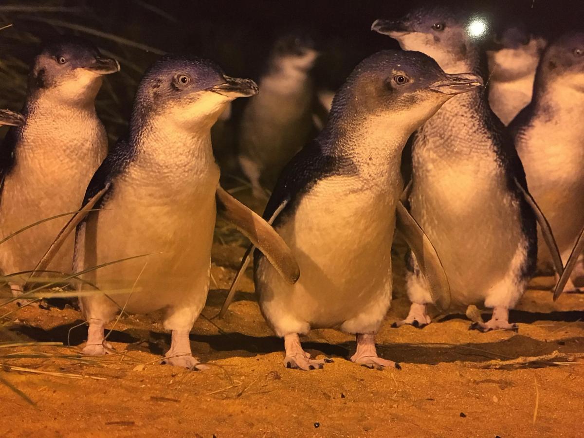 Penguins at Phillip Island
