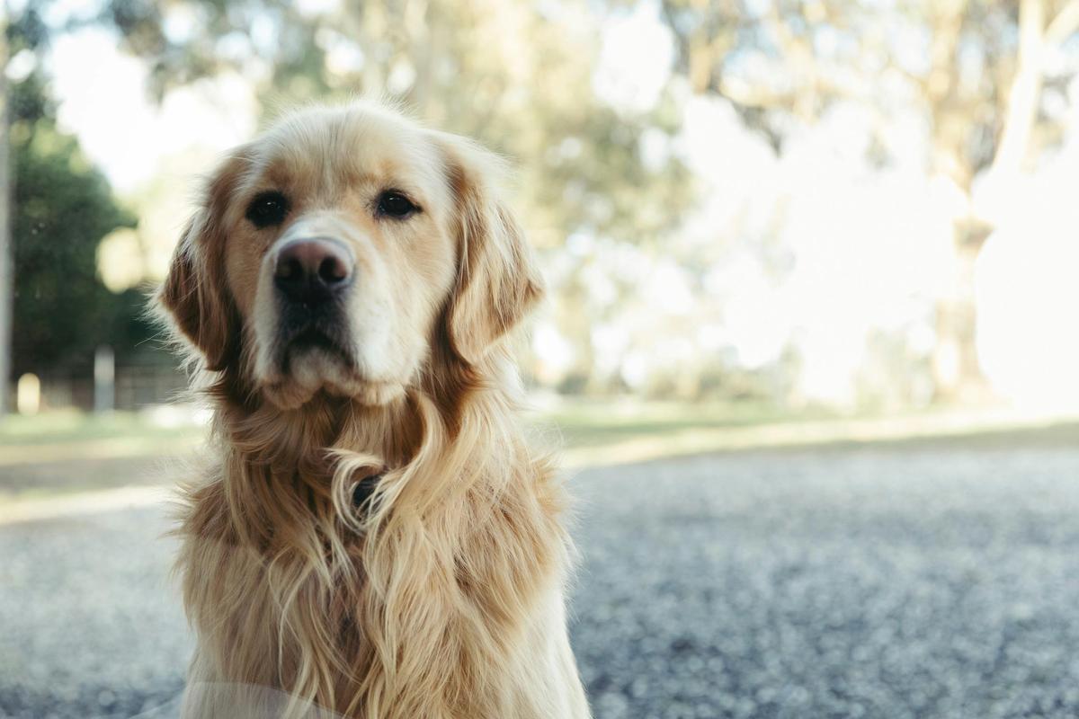 Dougal- a beloved family member