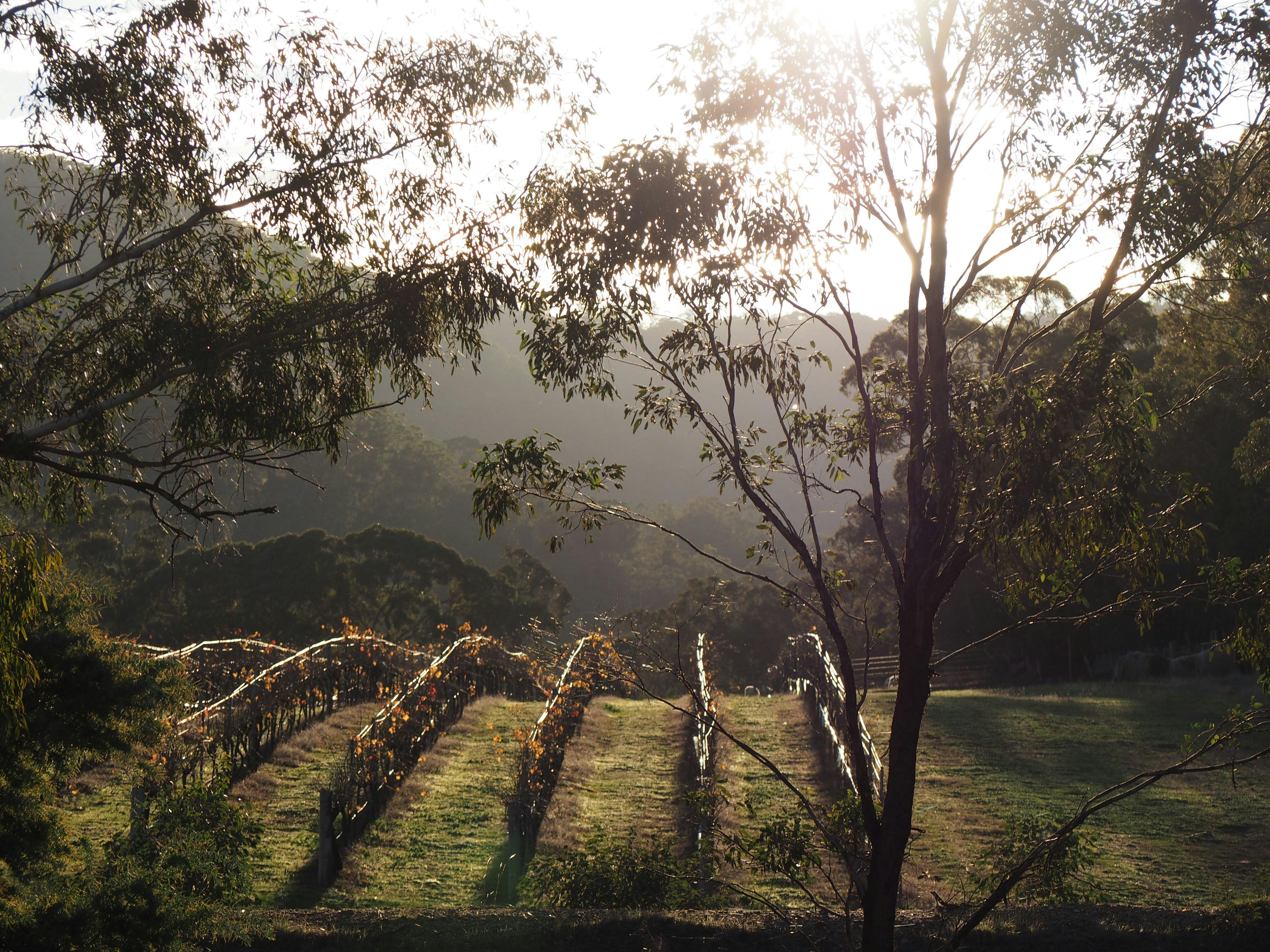 The Shiraz vineyard