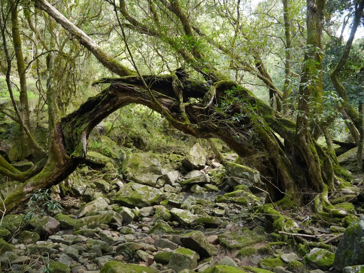Mitchell River Walking Track, Gippsland, Victoria, Australia