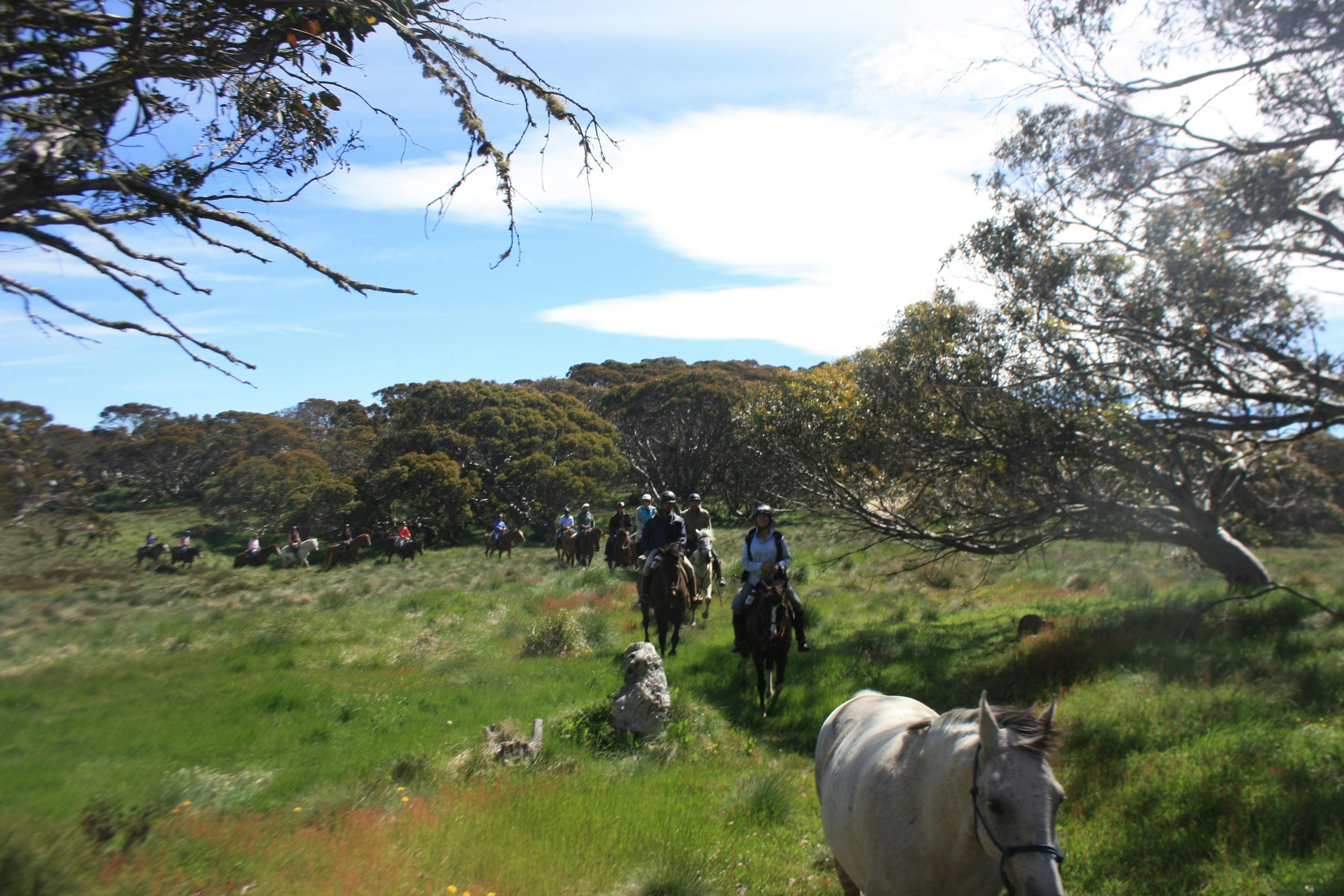 Mountain Valley Trail Rides