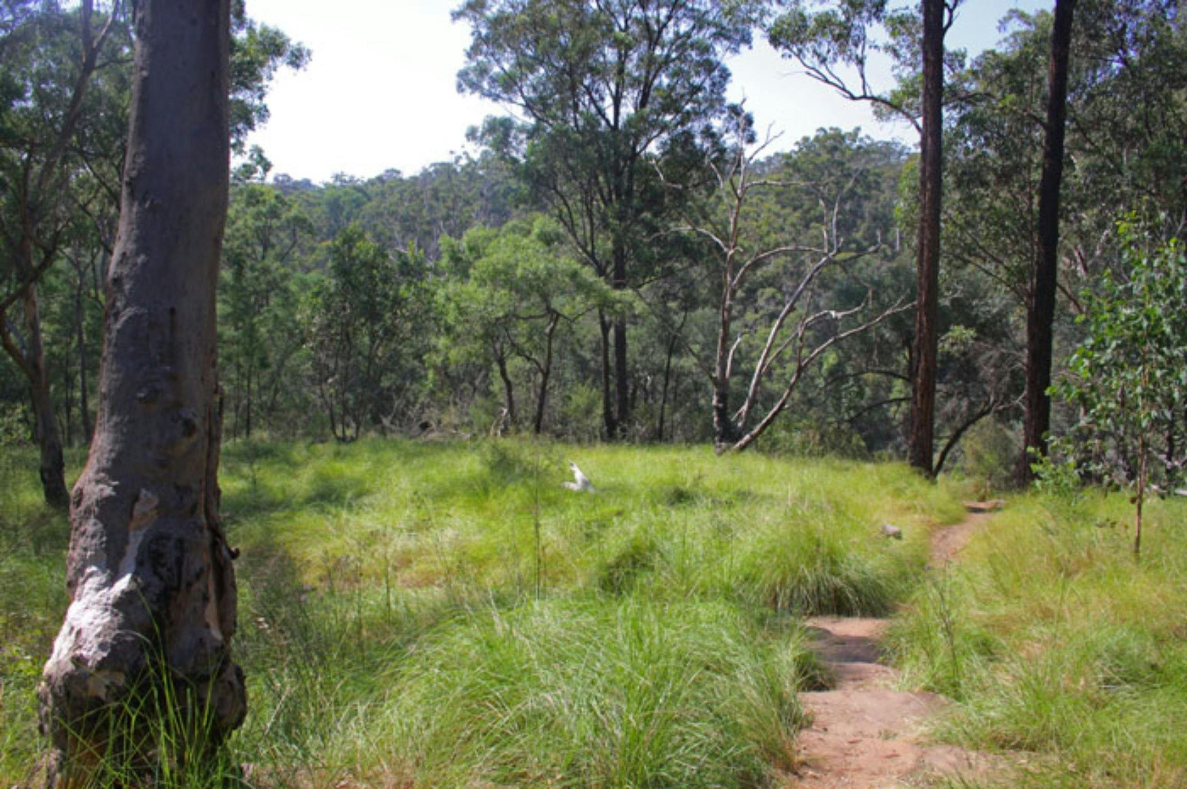 Ingleburn Reserve Walk Trail