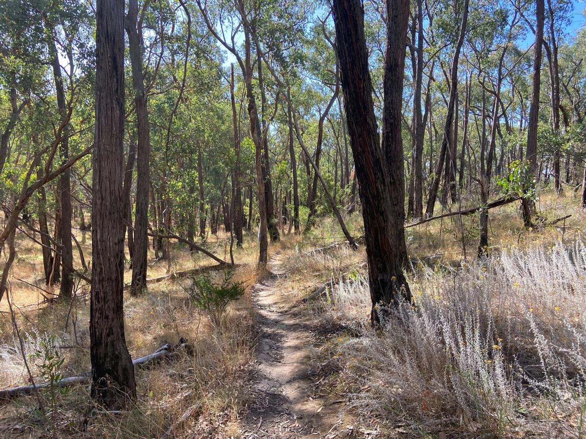 McKenzie Flora Reserve