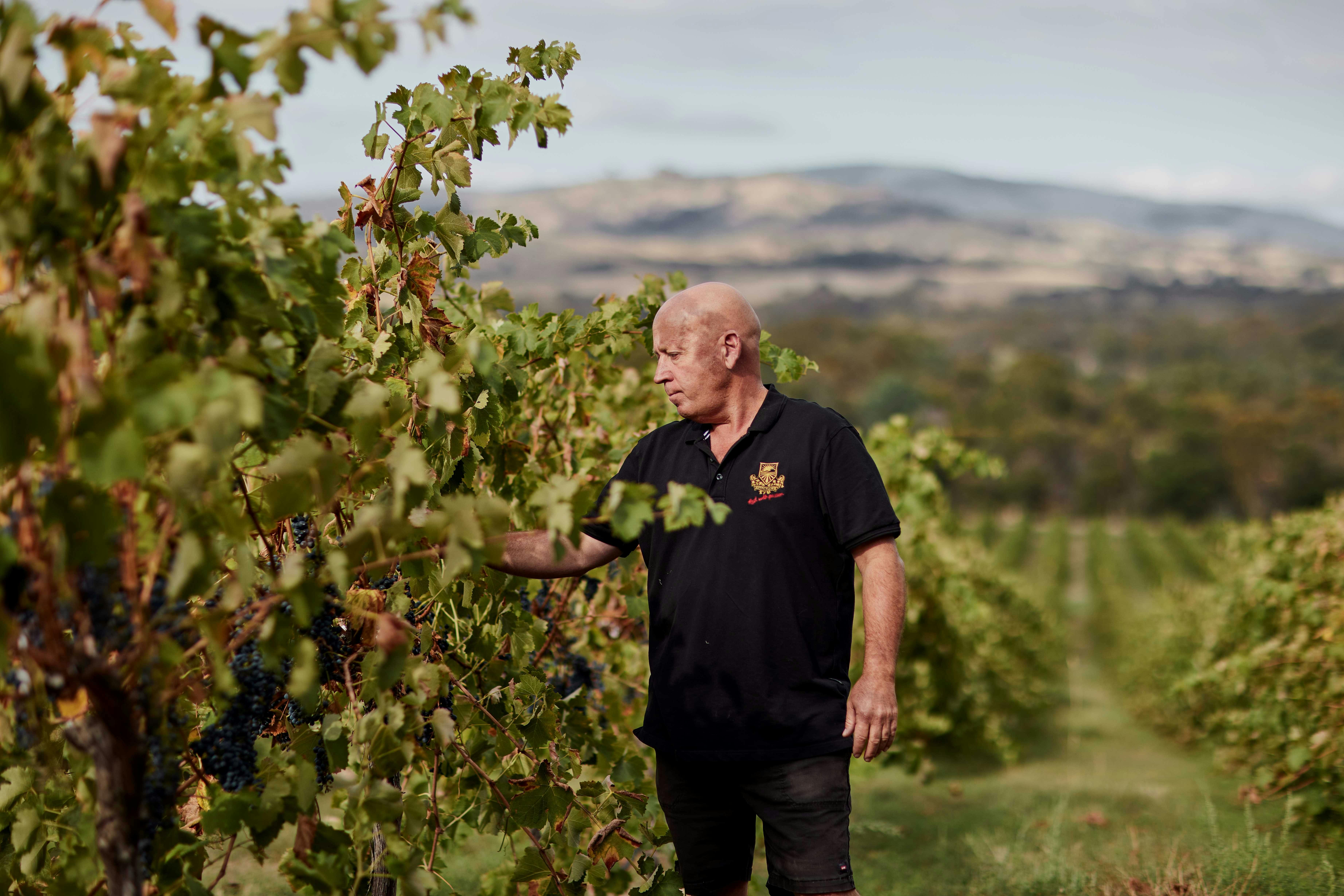 A man in black stands next to a grape vine, reaching in to touch a bunch of grapes