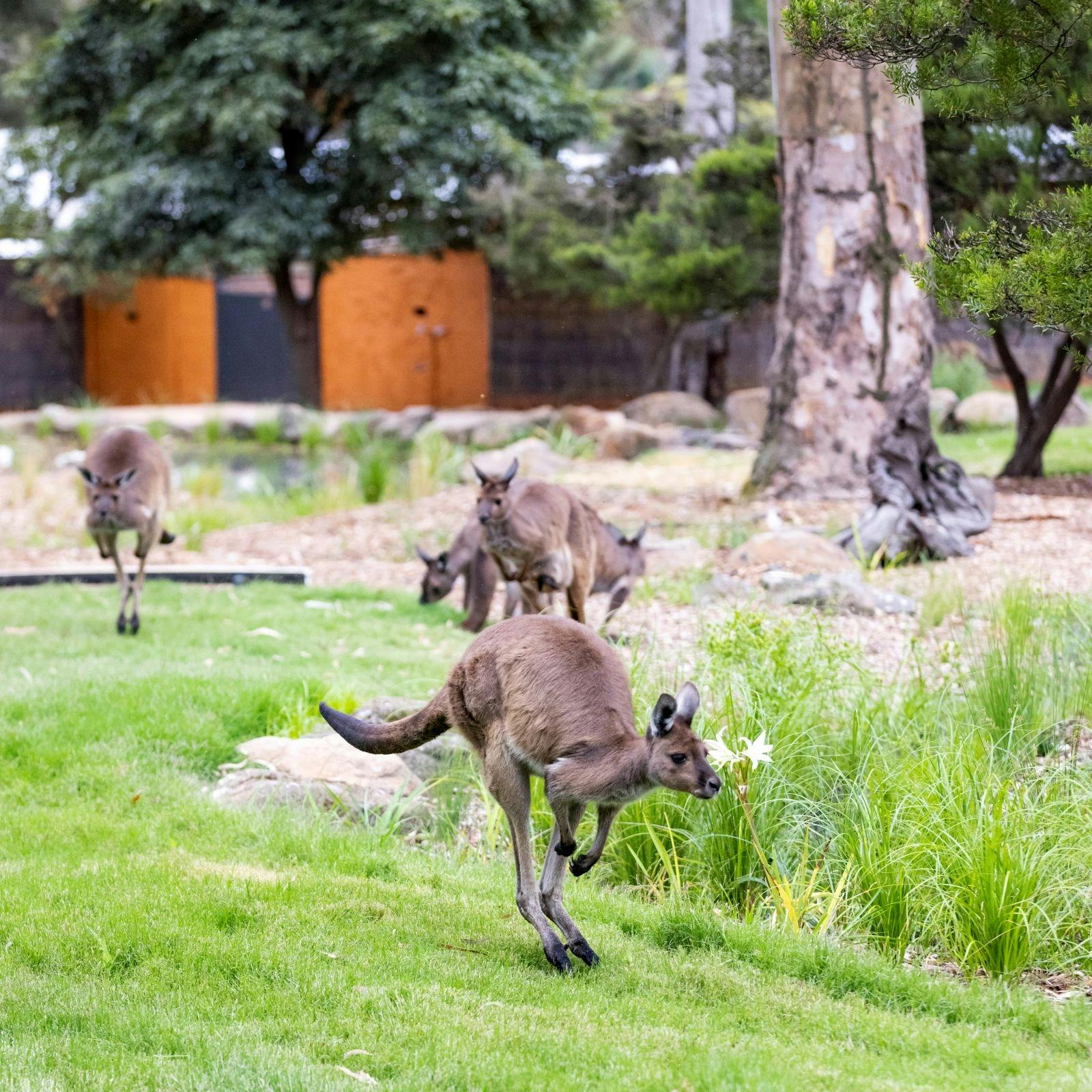 kangaroos in melbourne zoo