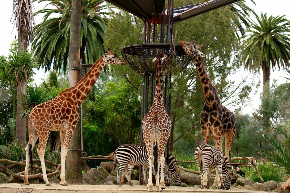 Giraffe viewing platform