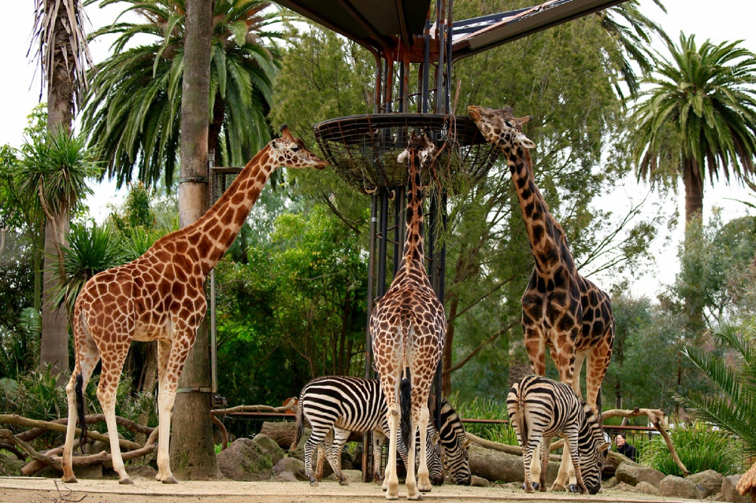 Giraffe viewing platform