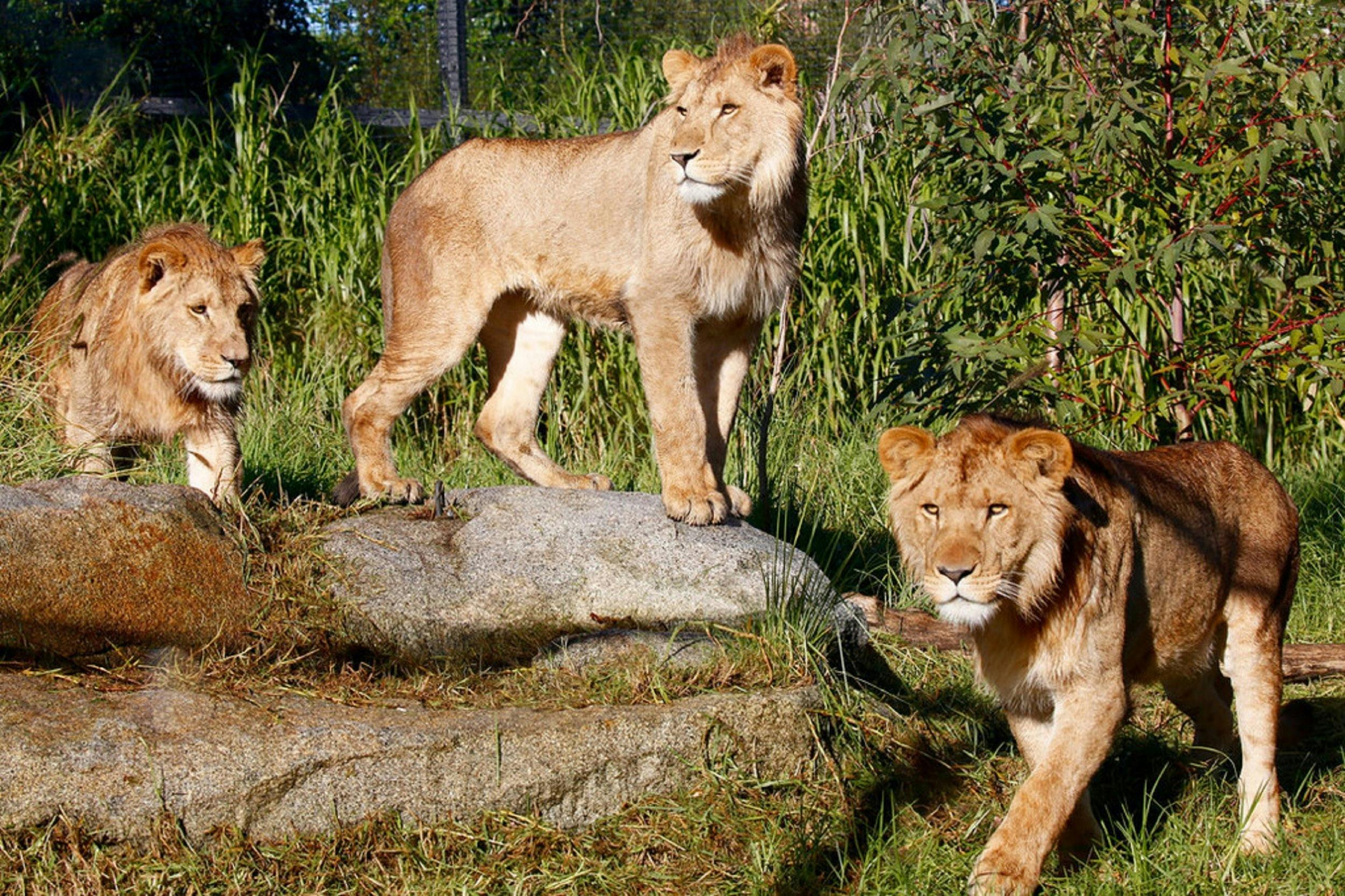 Lion boys - Kashka, Kito, Kubwa