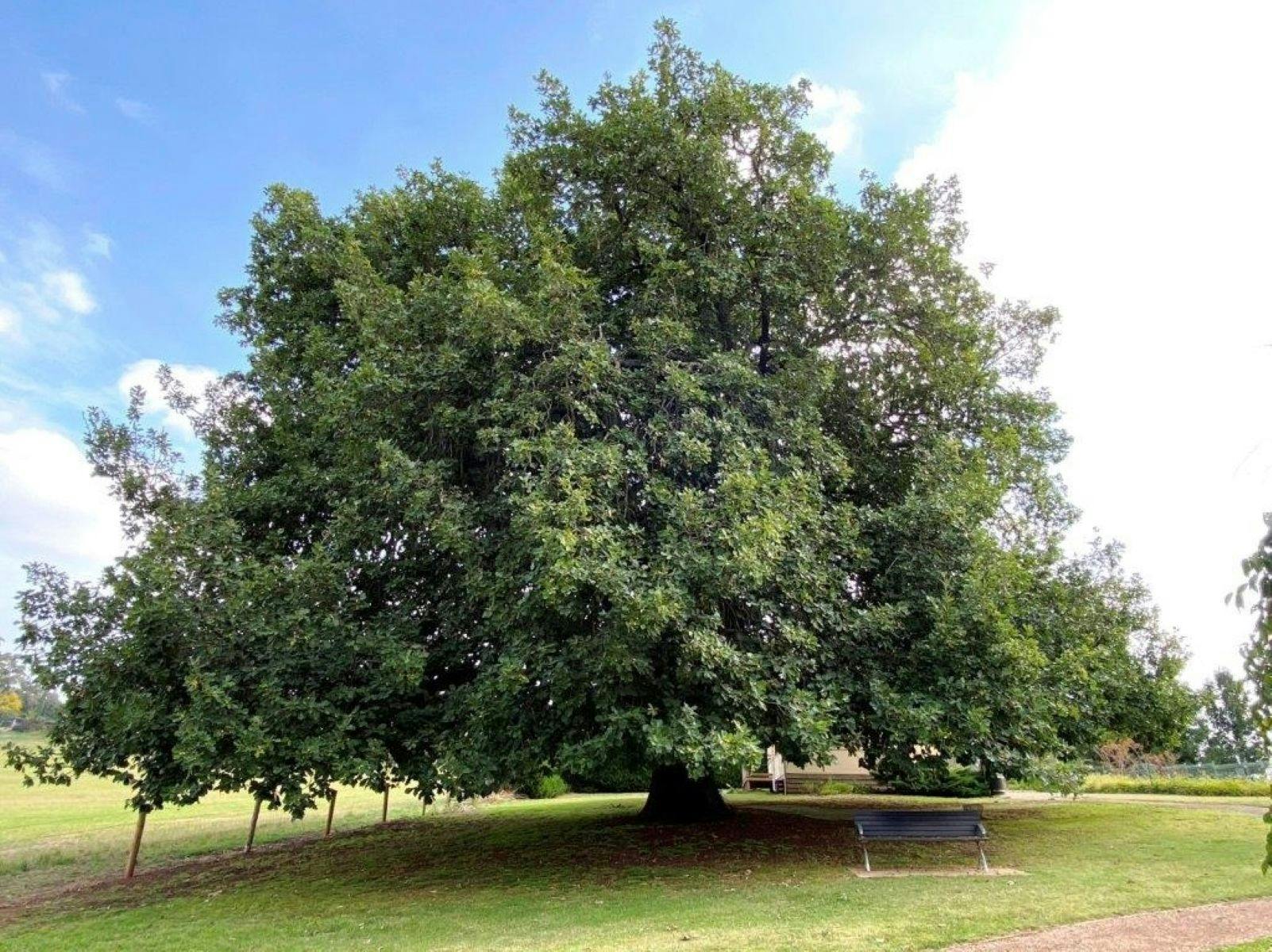 Old Oak Tree