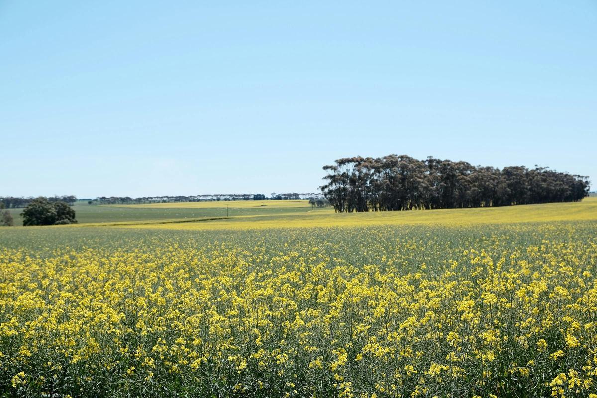 Stockmans Cottage at Mooramong