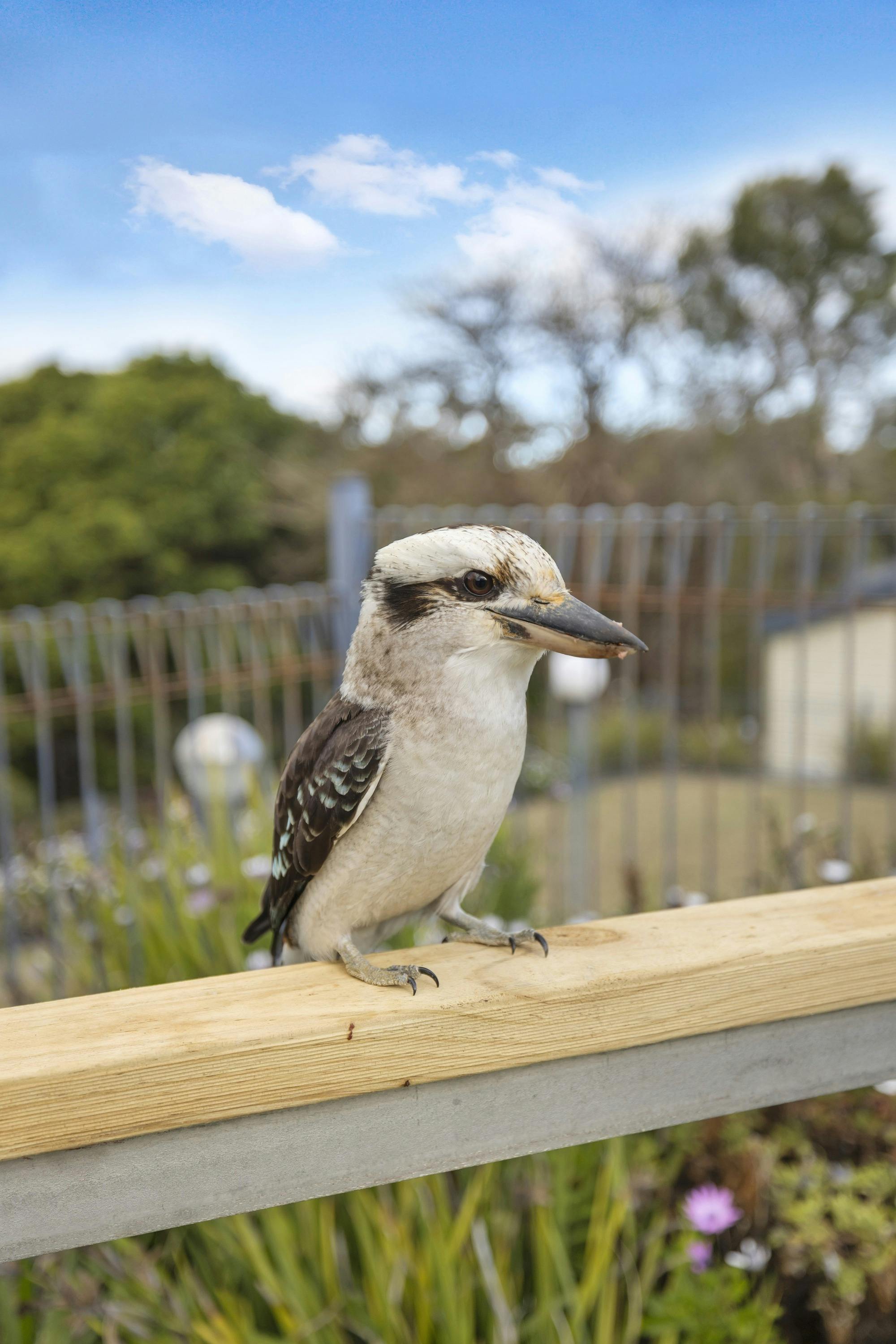 Kookaburra