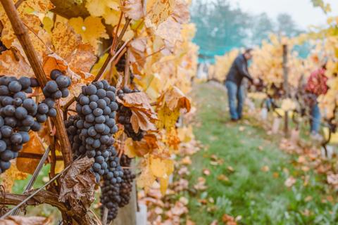 Grape Vines