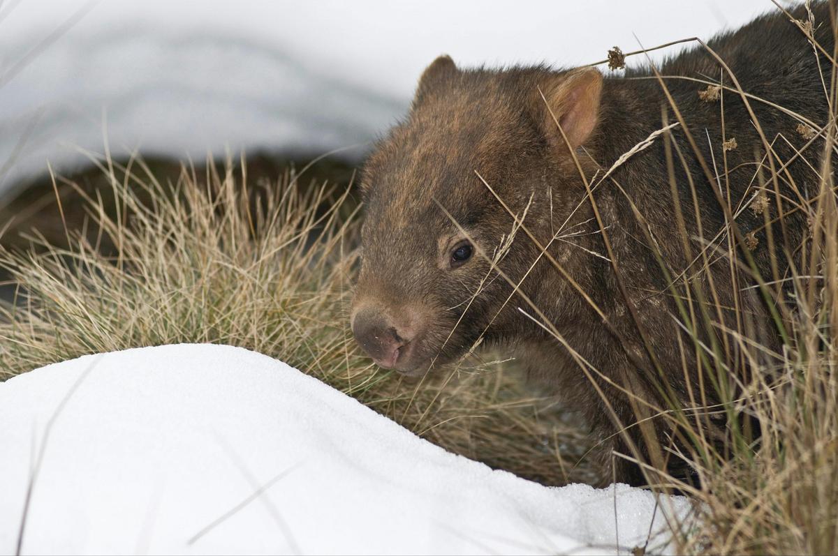 Mount Buffalo National Park