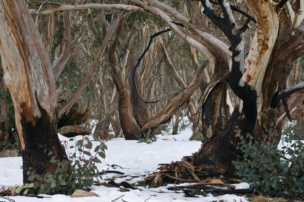 Mount Buffalo National Park
