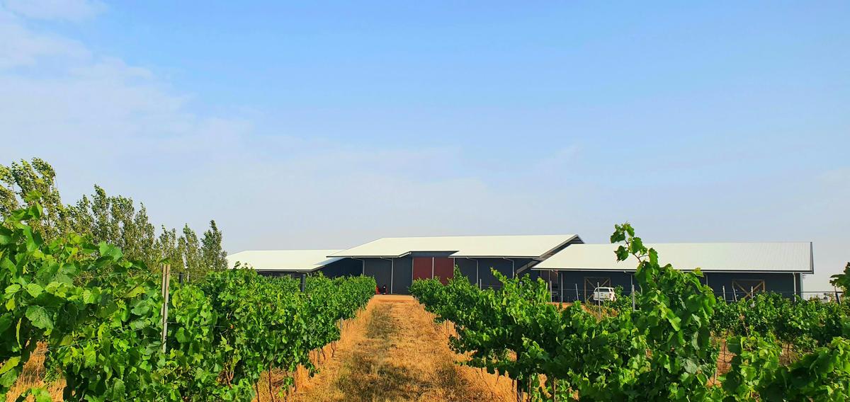 The Vines