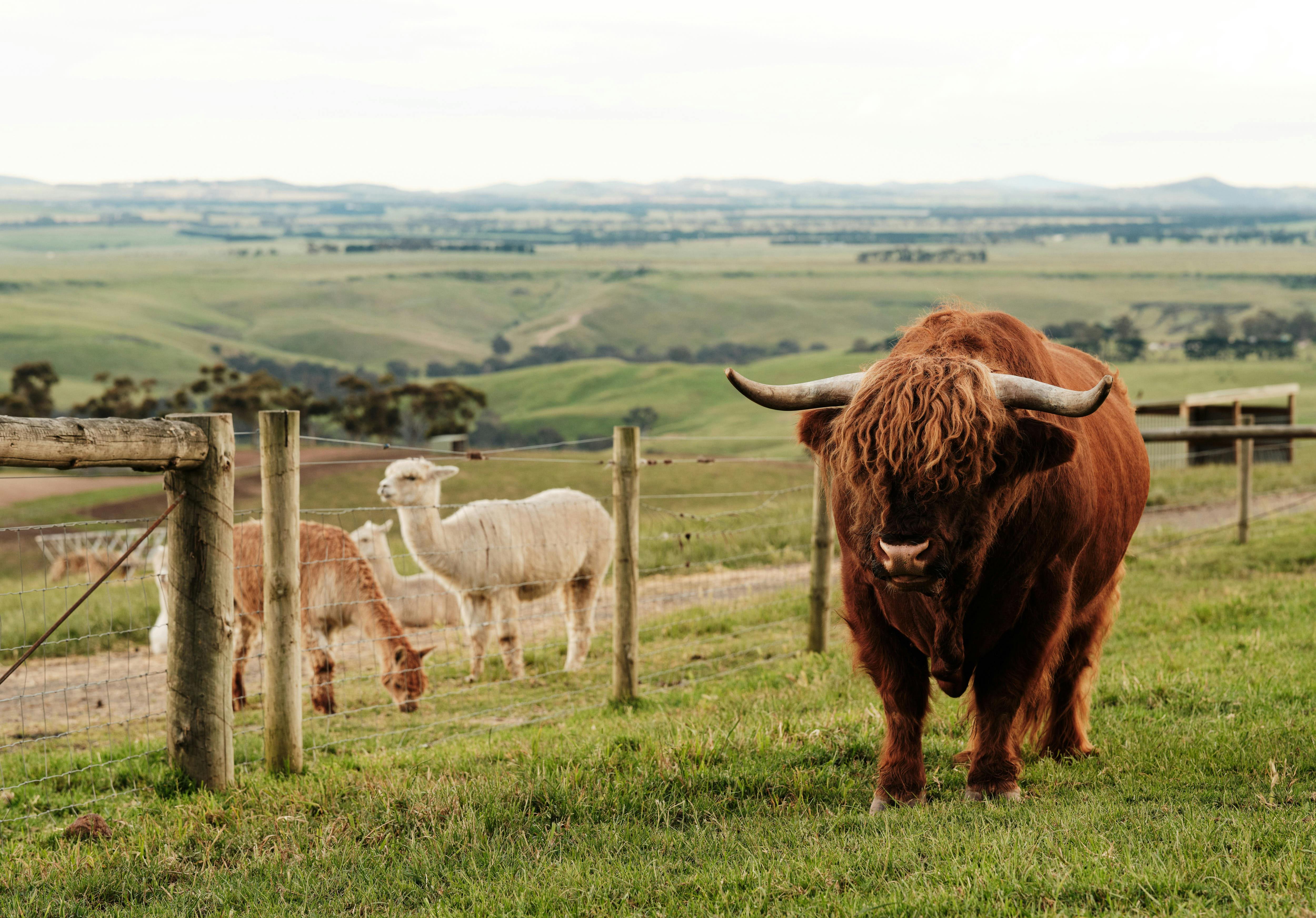 Meet our farm animals