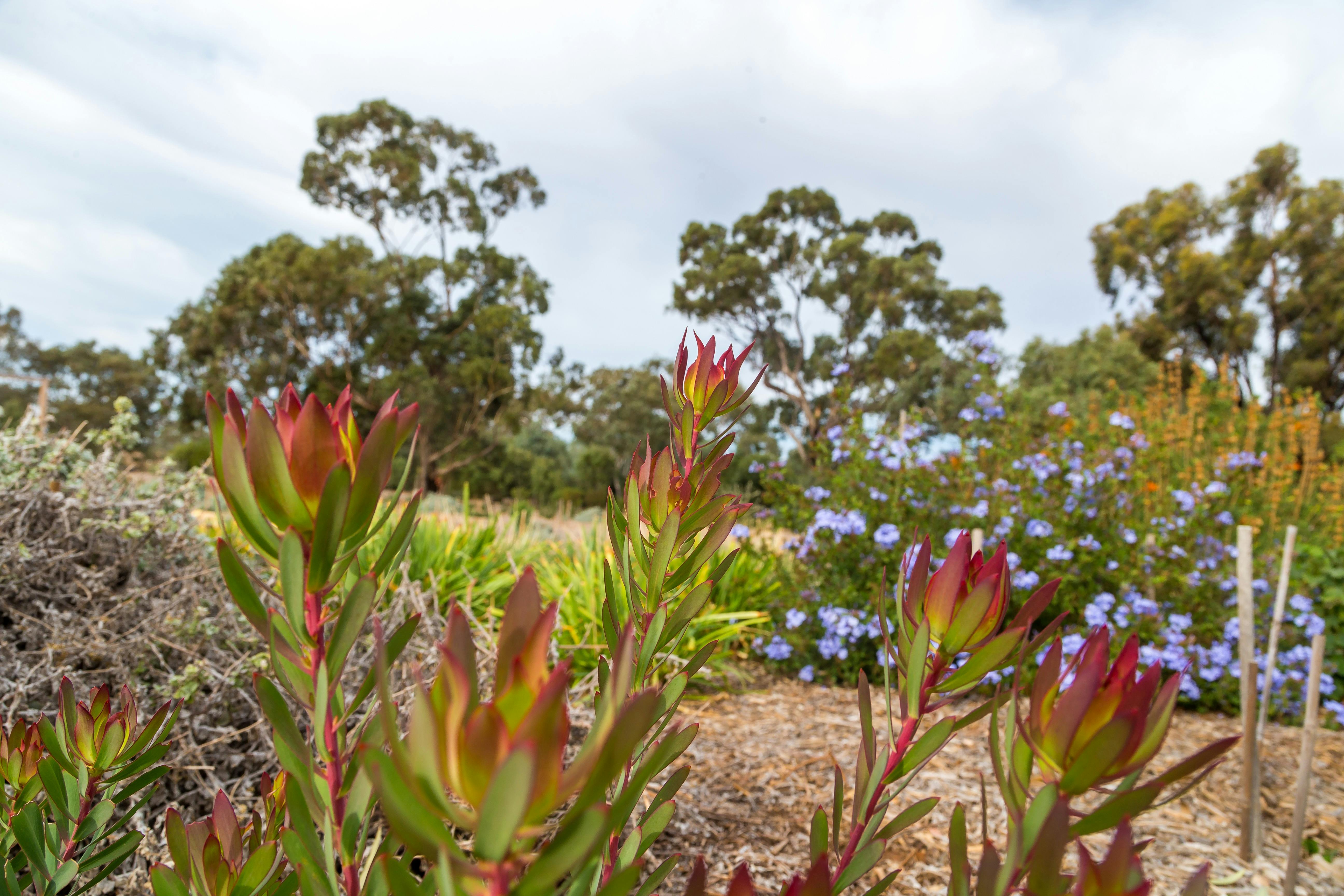 Melton_Botanical_Gardens