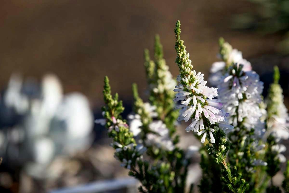 Native plants
