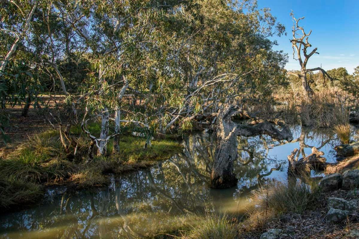 Gumtrees and water