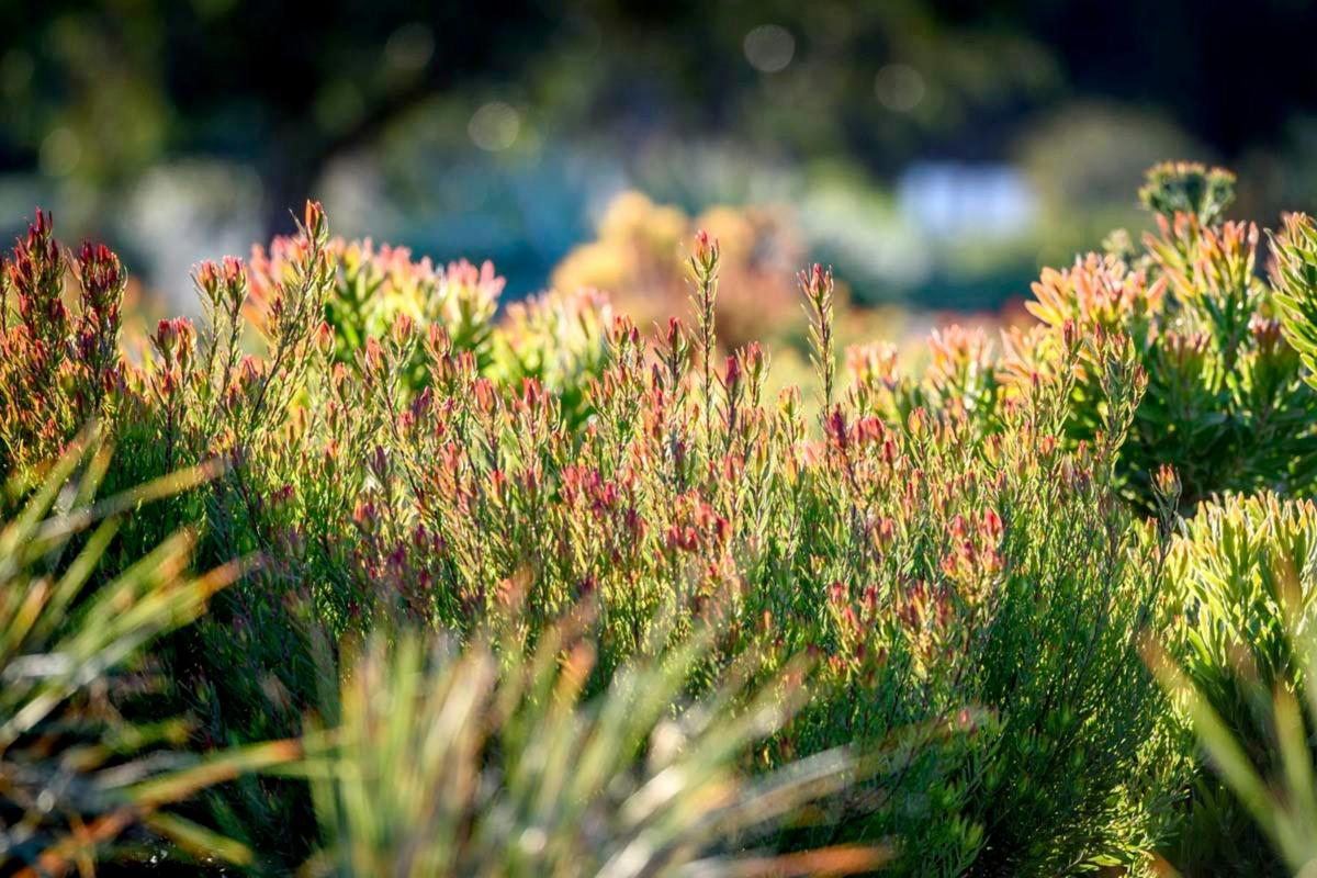 Native plants