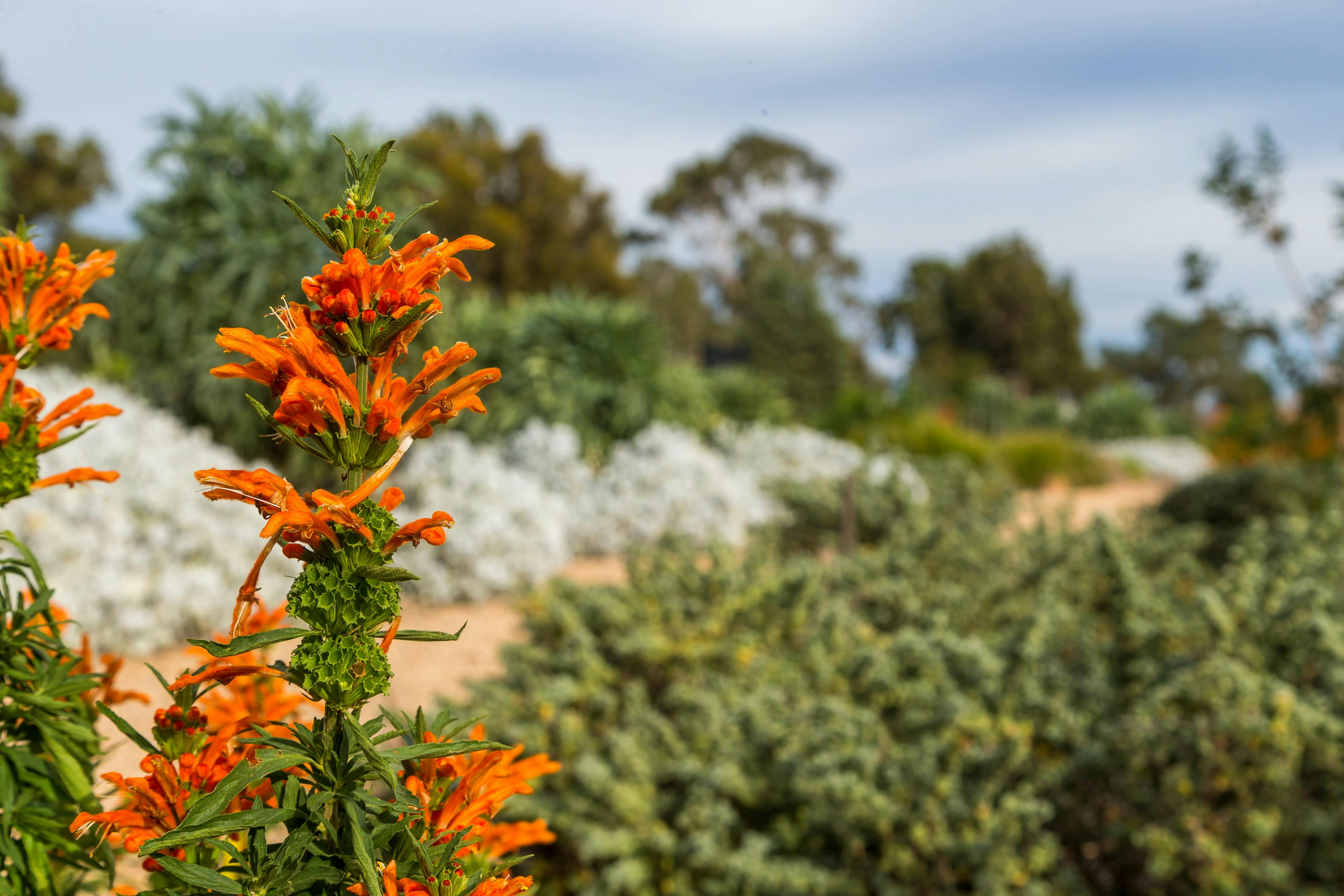 Melton_Botanical_Gardens