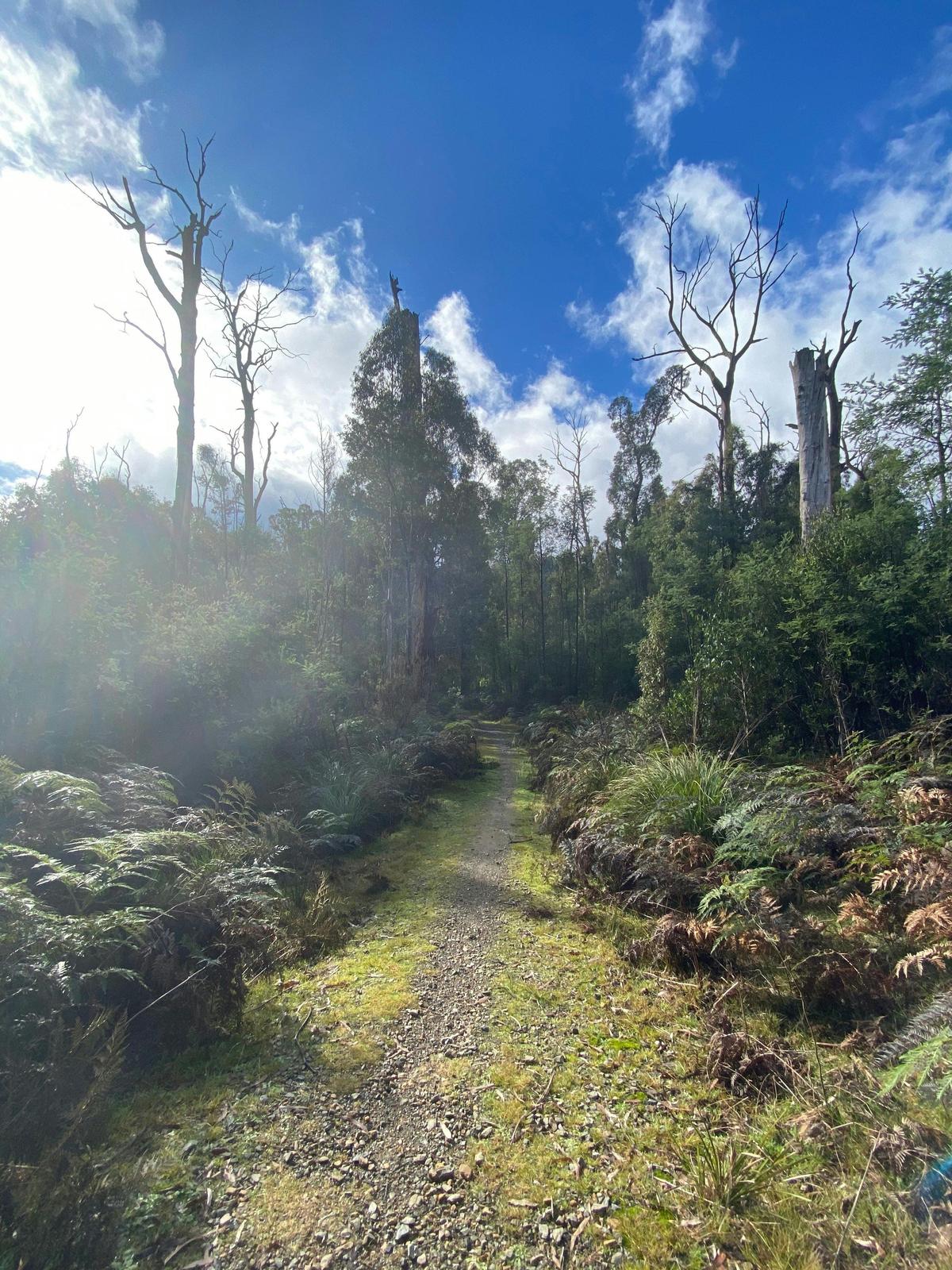 Michaeldene Trail
