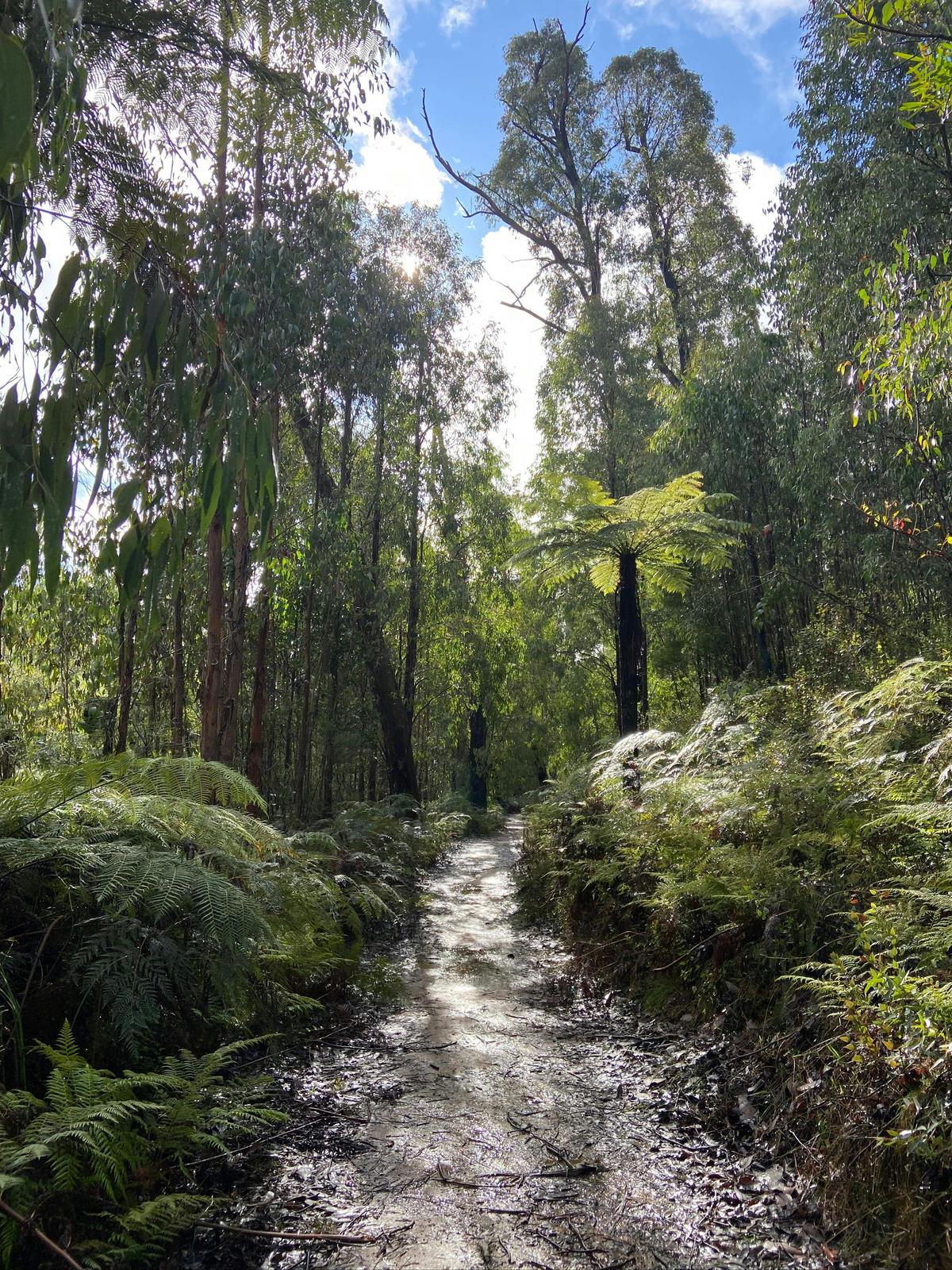 Michaeldene Trail