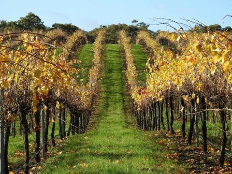 Miners Ridge Vineyard Accommodation