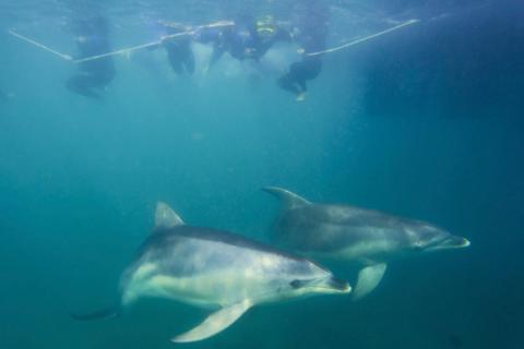 Wild dolphins right beneath you