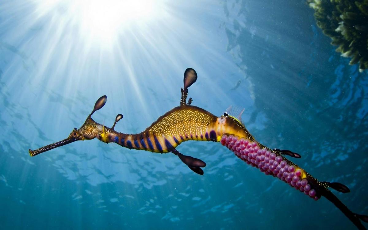 Snorkel with Seals & Sea Dragons - Melbourne Day Tour