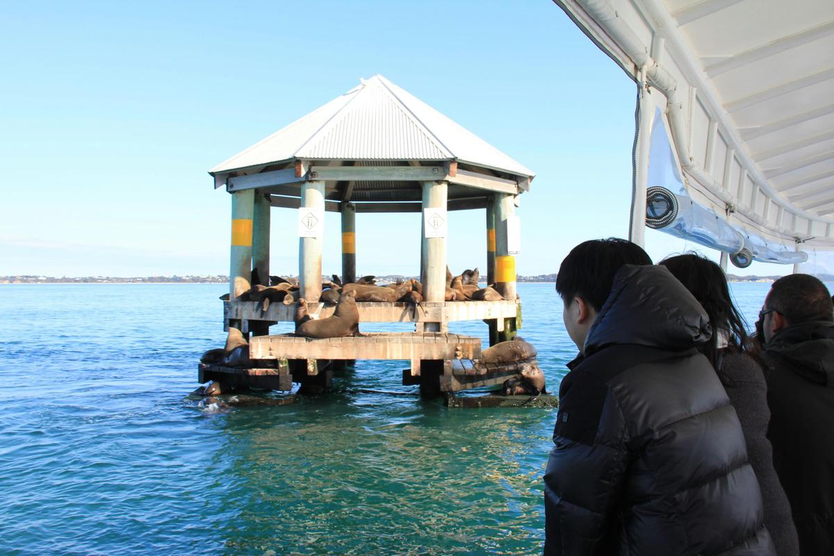 Visit Chinaman's Hat Seal Colony