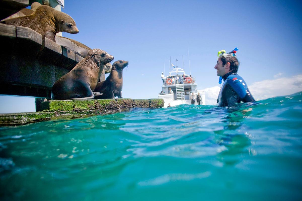 Snorkel with Seals & Sea Dragons - Melbourne Day Tour