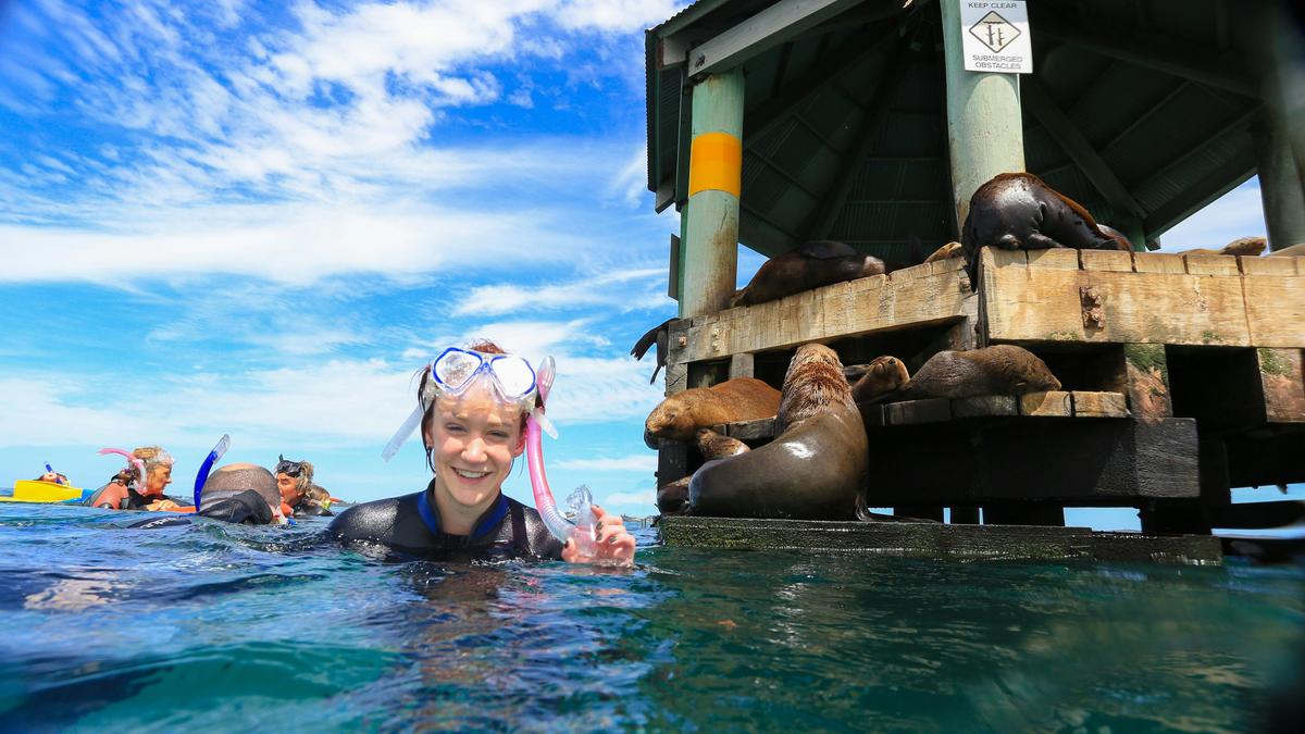 Snorkelling at Chinaman's Hat