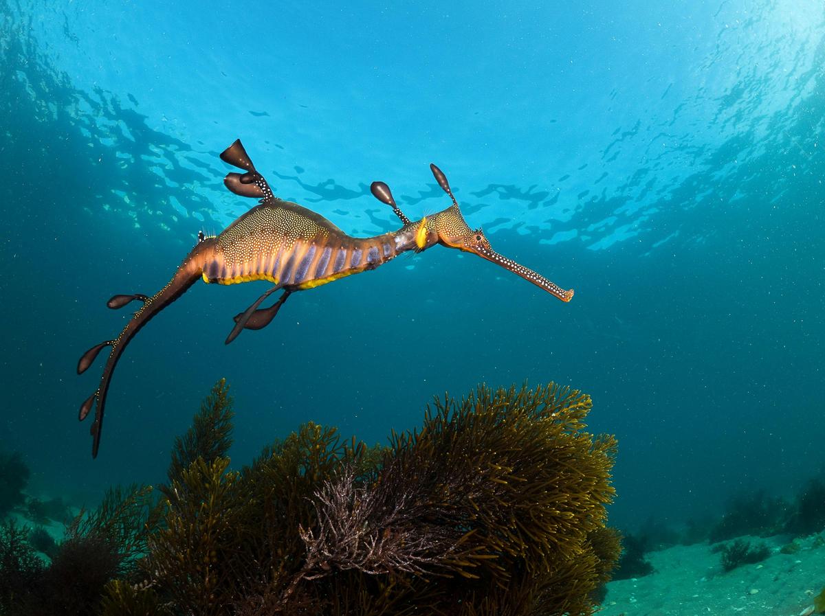 Snorkel with Seals & Sea Dragons - Melbourne Day Tour