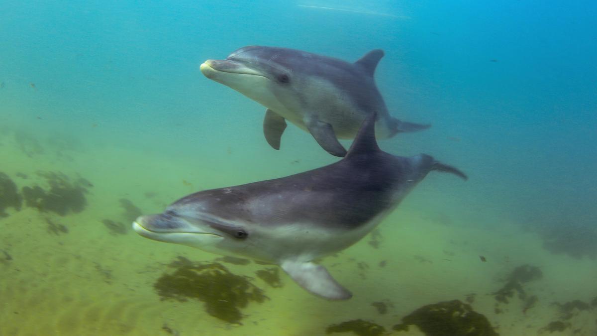 Swim with wild dolphins
