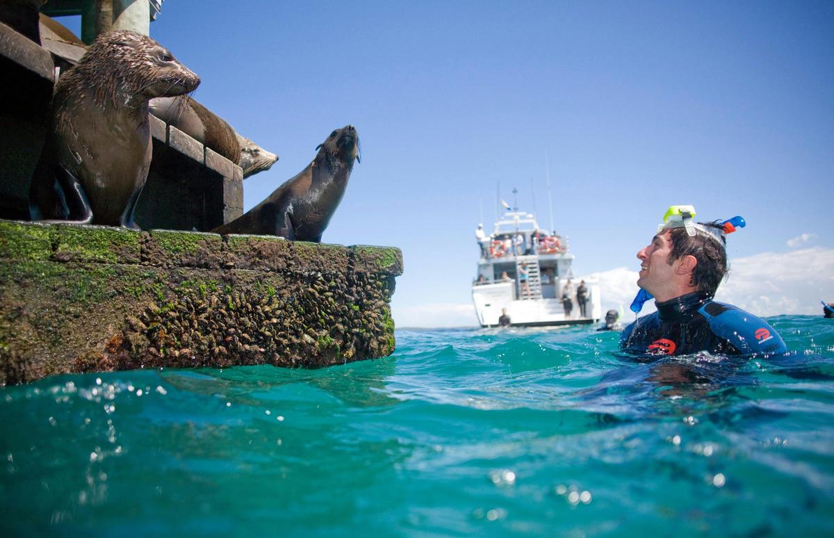 Australian Fur Seals