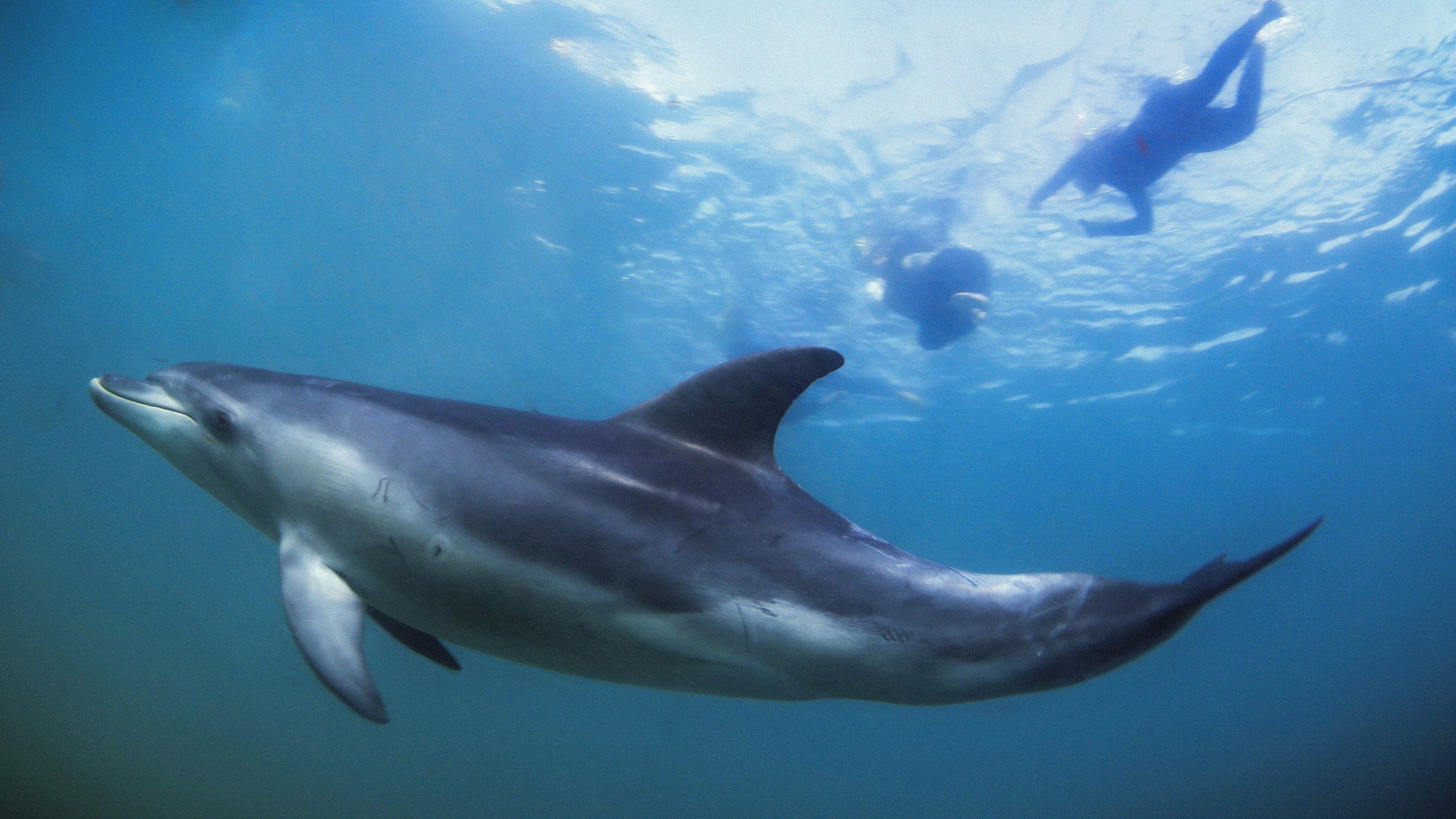 Swim with wild dolphins