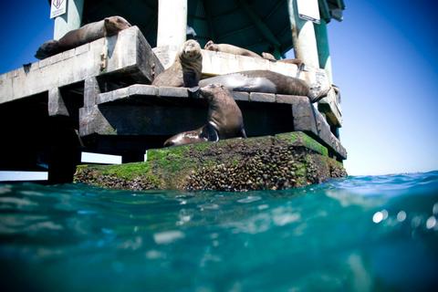 Australian Fur Seals