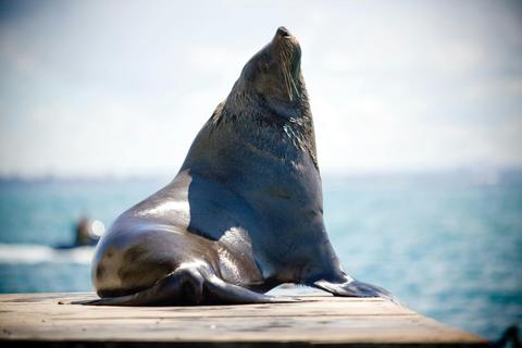 See Australian Fur Seals