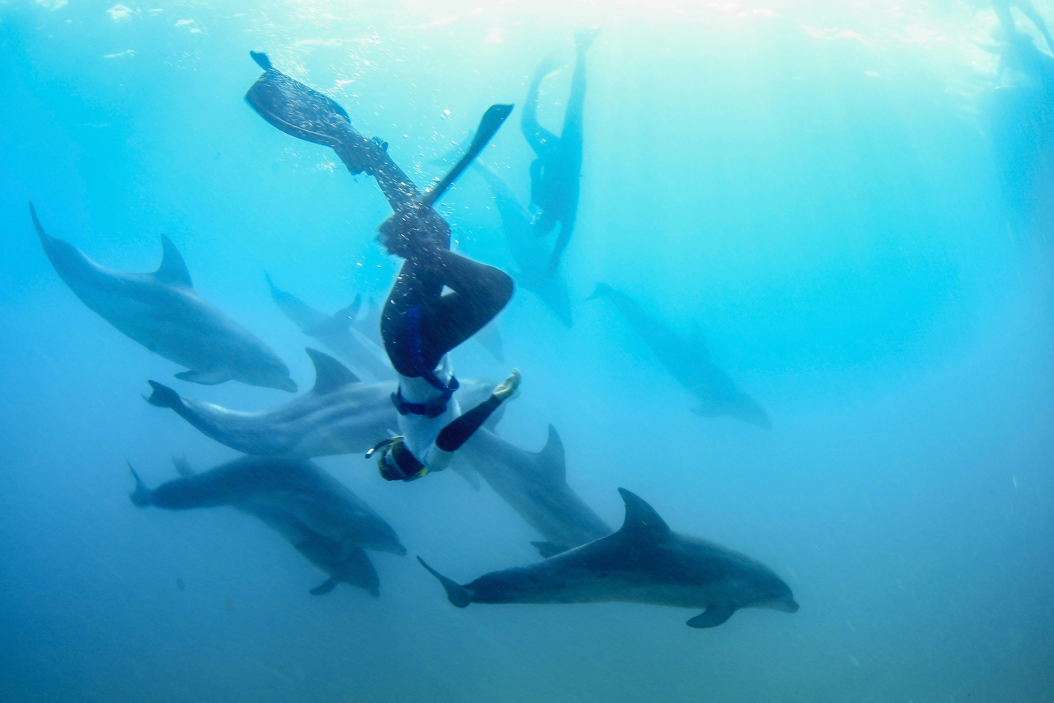 Snorkel with wild dolphins