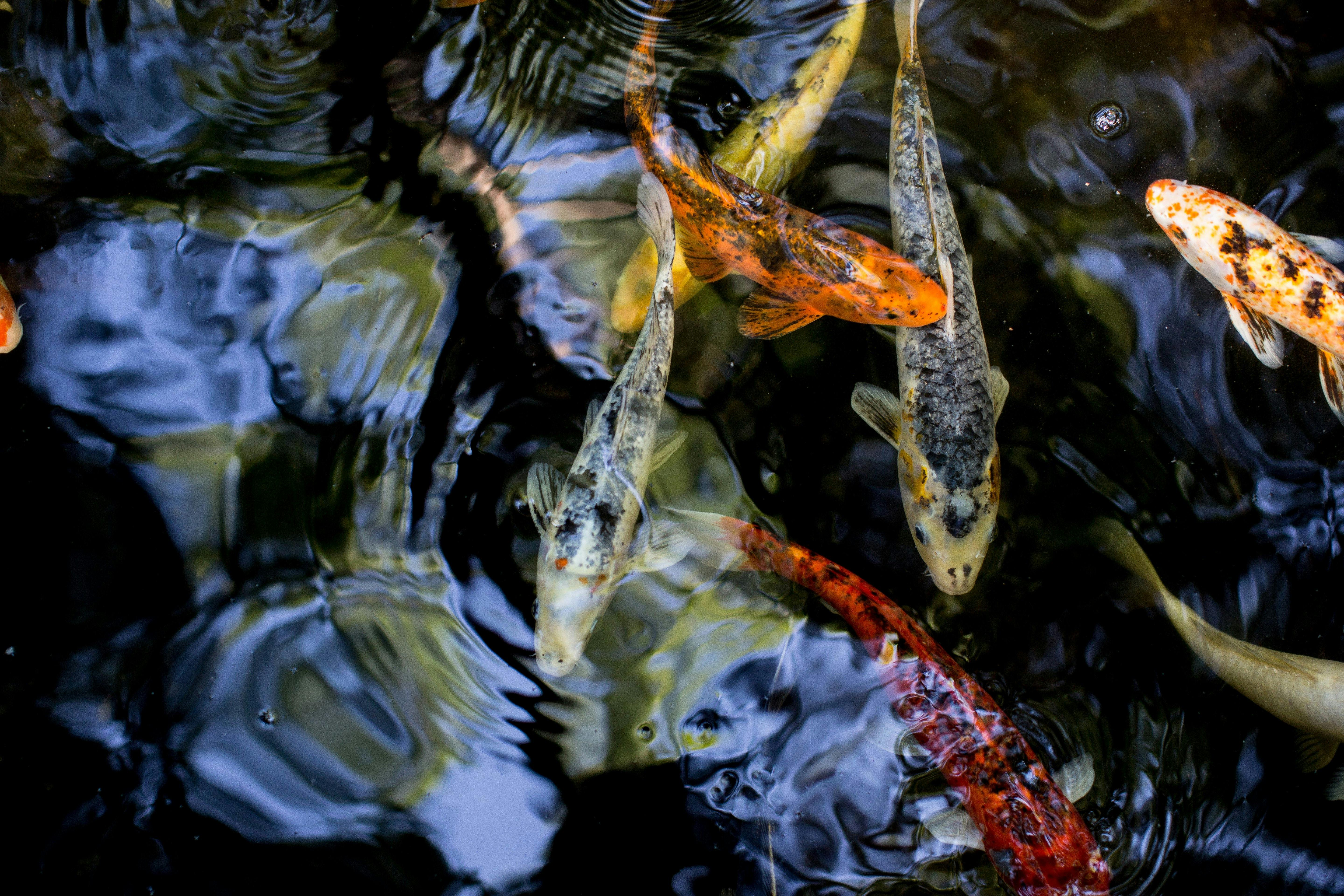 koi fish refelection