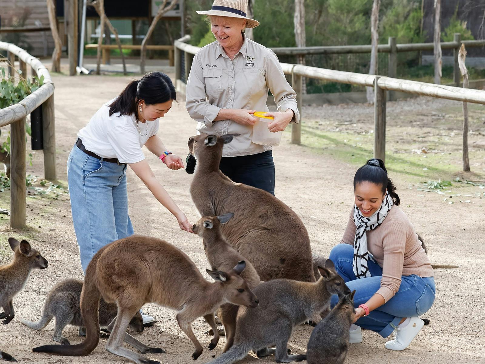 Feed free roaming kangaroos and wallabies in our Wallaby Walk