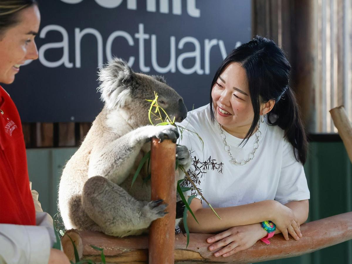 Gt Close Up to a Friendly Koala