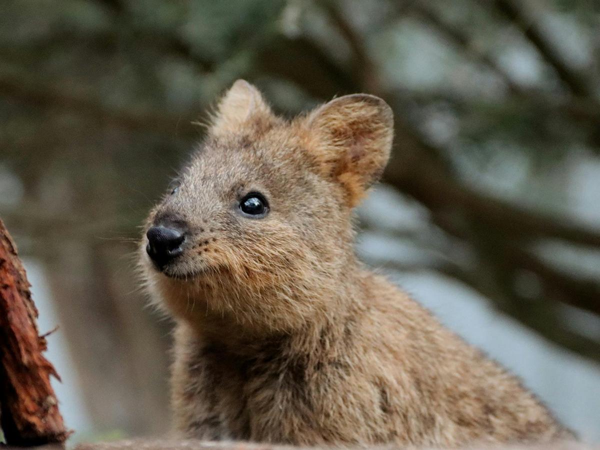 Meet a smiley Quokka