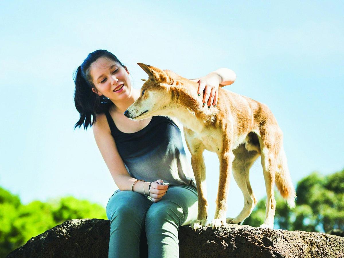 Dingo Encounter