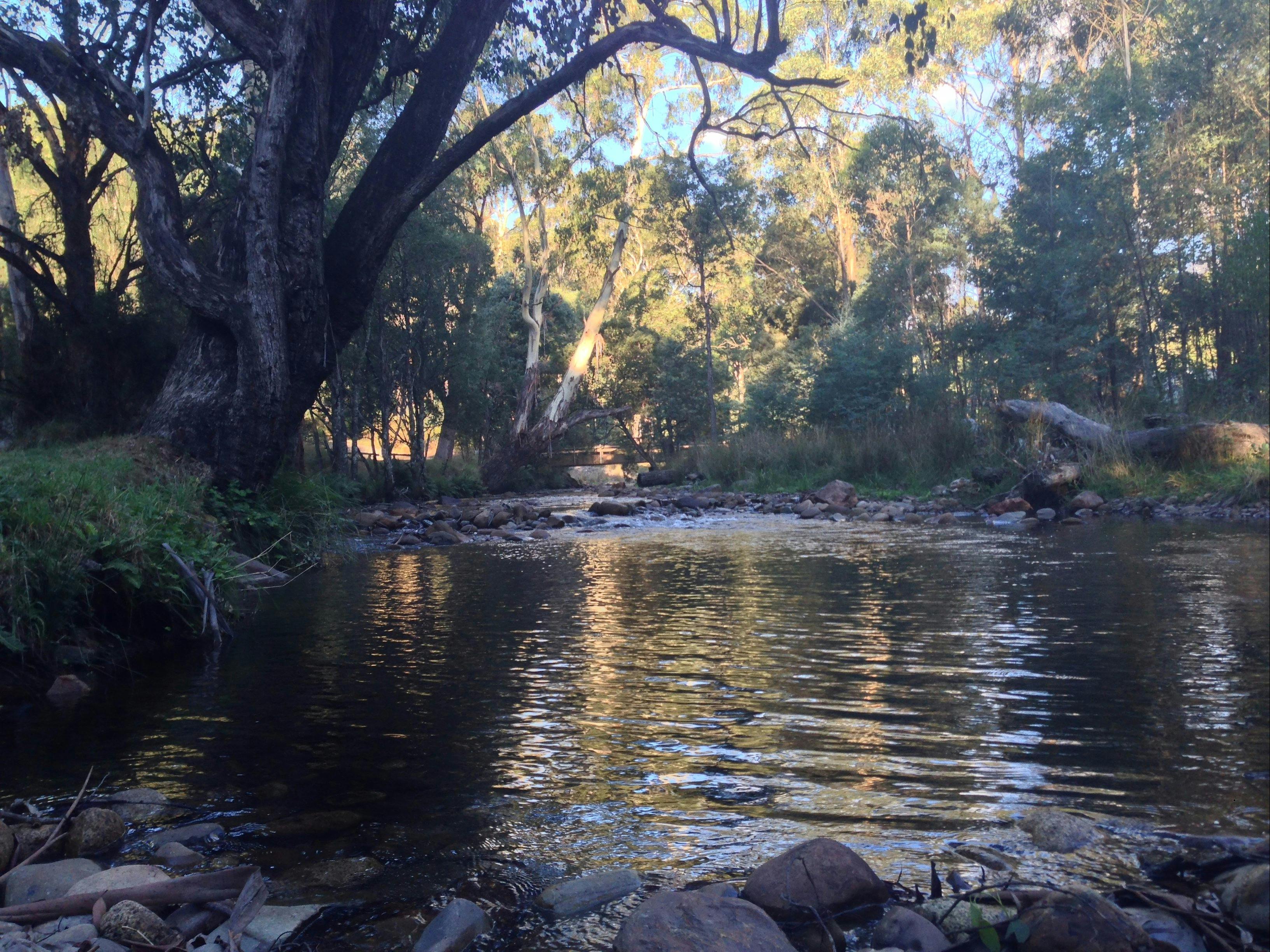 Delatite River at Mirimbah Park