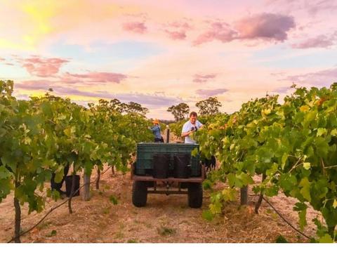Mount Stapylton Wines
