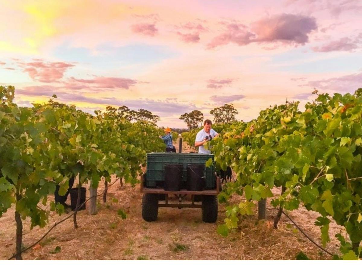 Grape Harvest - Mount Stapylton Vineyard Laharum